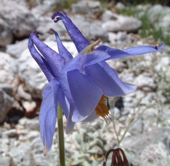 Aquilegia magellensis / Aquilegia magellense